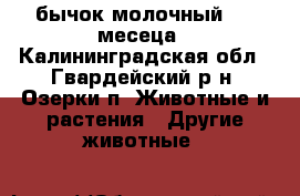 бычок молочный 1.5 месеца - Калининградская обл., Гвардейский р-н, Озерки п. Животные и растения » Другие животные   